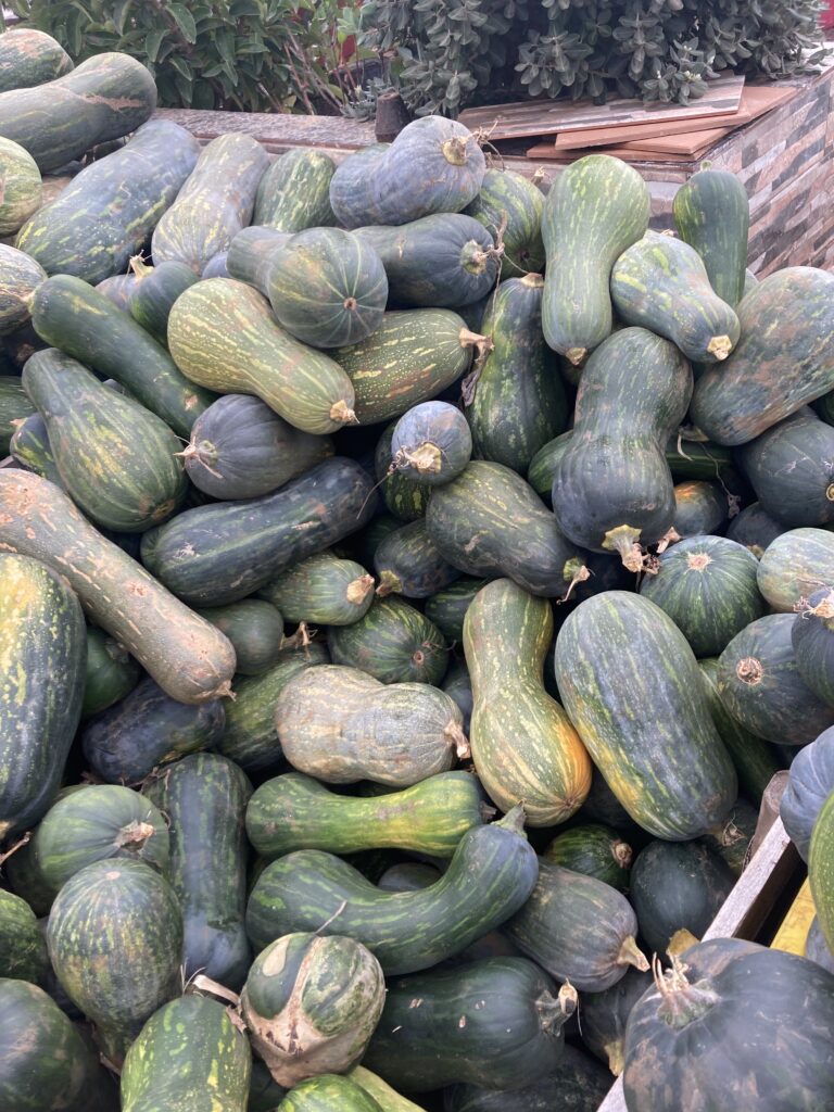 Cosecha propia de calabazas de temporada en Frutería Persan: producto local de Canarias con piel verde y sabor intenso, directas del campo a la tienda.
